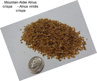 Mountain Alder Alnus crispa     - Alnus viridis crispa