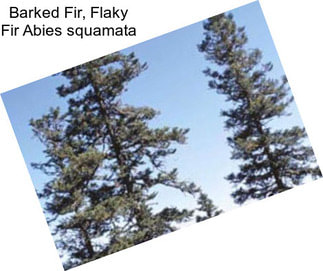 Barked Fir, Flaky Fir Abies squamata