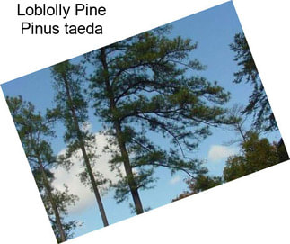 Loblolly Pine Pinus taeda