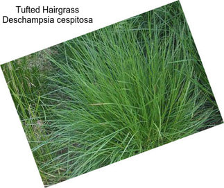 Tufted Hairgrass Deschampsia cespitosa