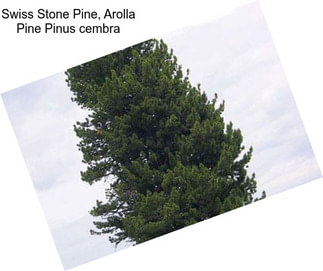 Swiss Stone Pine, Arolla Pine Pinus cembra