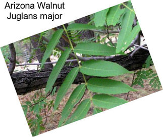 Arizona Walnut Juglans major
