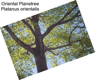 Oriental Planetree Platanus orientalis