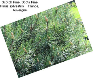 Scotch Pine, Scots Pine Pinus sylvestris    France, Auvergne