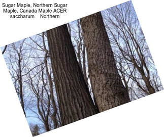 Sugar Maple, Northern Sugar Maple, Canada Maple ACER saccharum    Northern