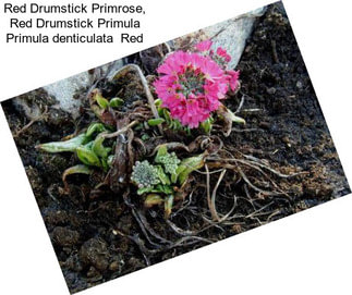 Red Drumstick Primrose, Red Drumstick Primula Primula denticulata  Red