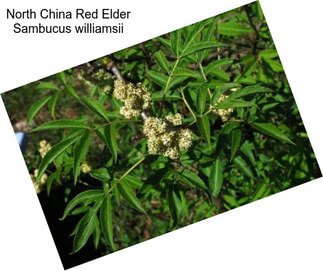 North China Red Elder Sambucus williamsii