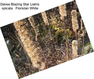 Dense Blazing Star Liatris spicata   Floristan White