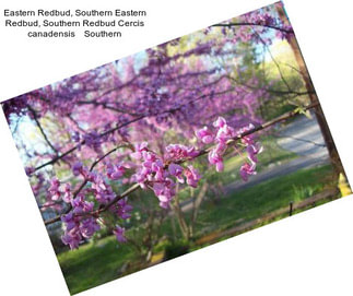 Eastern Redbud, Southern Eastern Redbud, Southern Redbud Cercis canadensis    Southern