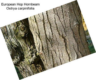 European Hop Hornbeam Ostrya carpinifolia