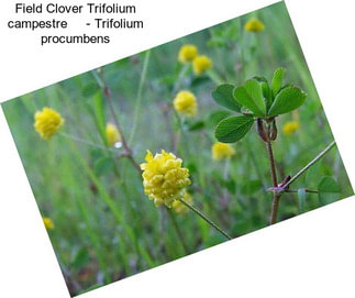 Field Clover Trifolium campestre     - Trifolium procumbens