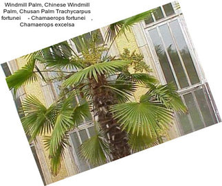 Windmill Palm, Chinese Windmill Palm, Chusan Palm Trachycarpus fortunei     - Chamaerops fortunei    , Chamaerops excelsa