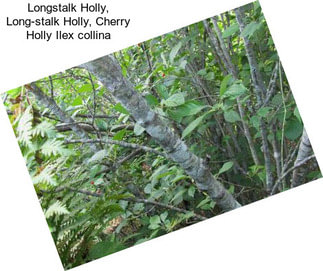 Longstalk Holly, Long-stalk Holly, Cherry Holly Ilex collina