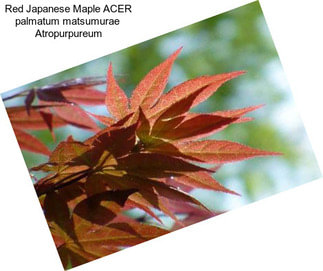 Red Japanese Maple ACER palmatum matsumurae  Atropurpureum
