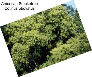 American Smoketree Cotinus obovatus