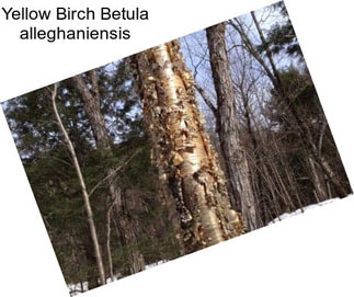 Yellow Birch Betula alleghaniensis