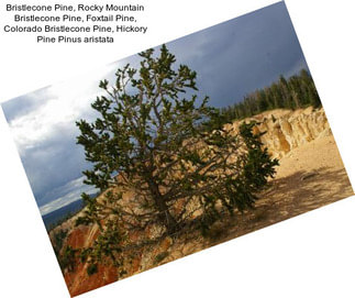 Bristlecone Pine, Rocky Mountain Bristlecone Pine, Foxtail Pine, Colorado Bristlecone Pine, Hickory Pine Pinus aristata