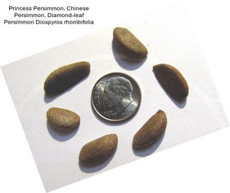Princess Persimmon, Chinese Persimmon, Diamond-leaf Persimmon Diospyros rhombifolia