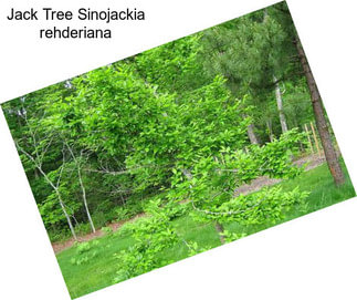 Jack Tree Sinojackia rehderiana