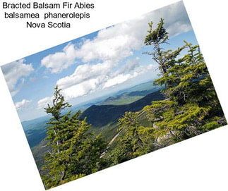 Bracted Balsam Fir Abies balsamea  phanerolepis  Nova Scotia