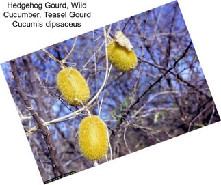 Hedgehog Gourd, Wild Cucumber, Teasel Gourd Cucumis dipsaceus