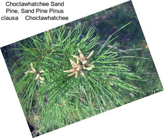 Choctawhatchee Sand Pine, Sand Pine Pinus clausa    Choctawhatchee