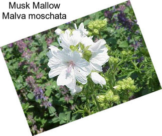 Musk Mallow Malva moschata