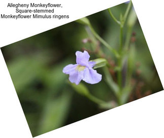 Allegheny Monkeyflower, Square-stemmed Monkeyflower Mimulus ringens