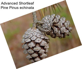 Advanced Shortleaf Pine Pinus echinata