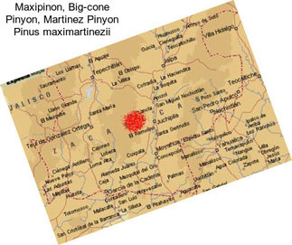 Maxipinon, Big-cone Pinyon, Martinez Pinyon Pinus maximartinezii