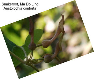 Snakeroot, Ma Do Ling Aristolochia contorta