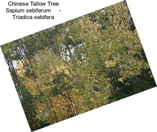 Chinese Tallow Tree Sapium sebiferum     - Triadica sebifera