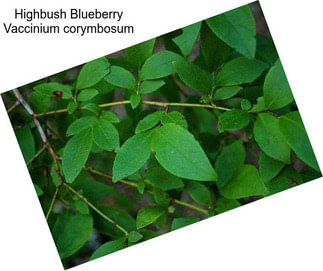 Highbush Blueberry Vaccinium corymbosum