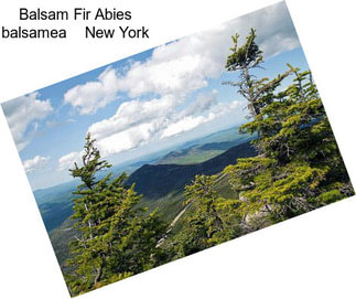 Balsam Fir Abies balsamea    New York