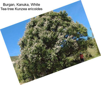 Burgan, Kanuka, White Tea-tree Kunzea ericoides