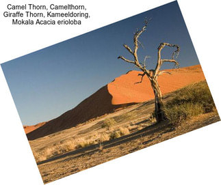 Camel Thorn, Camelthorn, Giraffe Thorn, Kameeldoring, Mokala Acacia erioloba