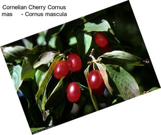 Cornelian Cherry Cornus mas     - Cornus mascula