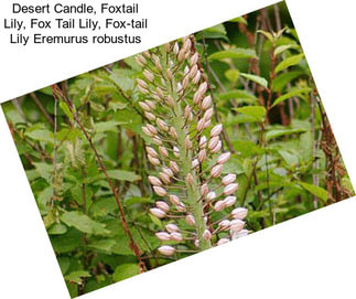 Desert Candle, Foxtail Lily, Fox Tail Lily, Fox-tail Lily Eremurus robustus