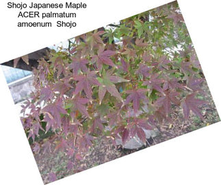 Shojo Japanese Maple ACER palmatum amoenum  Shojo