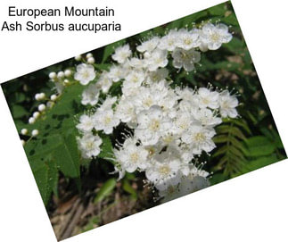 European Mountain Ash Sorbus aucuparia