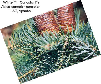 White Fir, Concolor Fir Abies concolor concolor   AZ, Apache