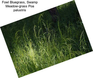 Fowl Bluegrass, Swamp Meadow-grass Poa palustris