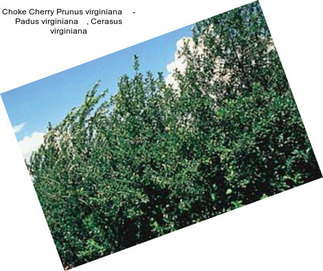 Choke Cherry Prunus virginiana     - Padus virginiana    , Cerasus virginiana