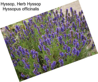 Hyssop, Herb Hyssop Hyssopus officinalis