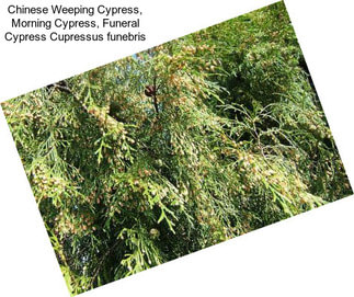 Chinese Weeping Cypress, Morning Cypress, Funeral Cypress Cupressus funebris