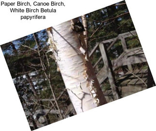 Paper Birch, Canoe Birch, White Birch Betula papyrifera