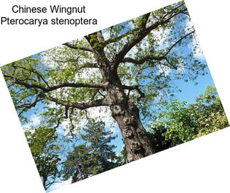 Chinese Wingnut Pterocarya stenoptera