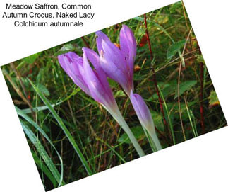 Meadow Saffron, Common Autumn Crocus, Naked Lady Colchicum autumnale