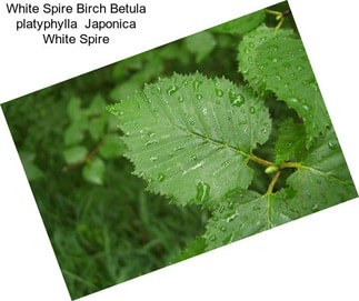 White Spire Birch Betula platyphylla  Japonica White Spire