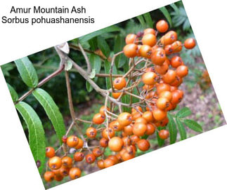 Amur Mountain Ash Sorbus pohuashanensis